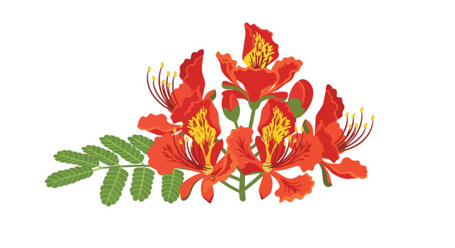 Vibrant Red Royal Poinciana Flower Illustration with Green Leaves Isolated on White Background