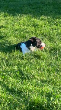 Black and white Border Collie lying on green grass, chewing an orange rubber dog toy ball outdoors in a playful springtime setting