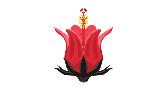 Vibrant Red Hibiscus Flower Bud Illustration Isolated on White Background