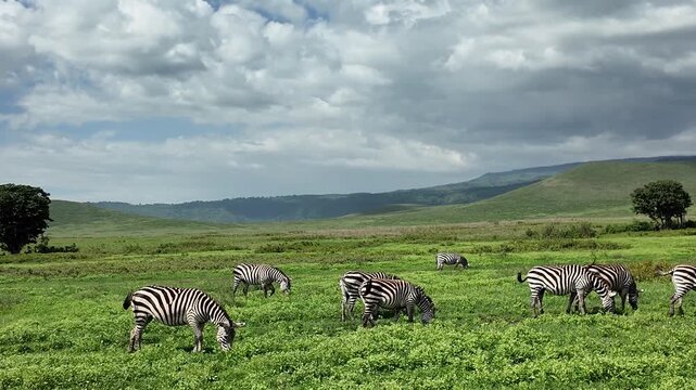 A safari jeep drives through the Ngorongoro Crater in Tanzania, passing a herd of zebras grazing on the open grassland. 