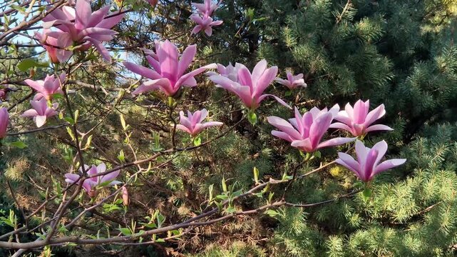 Blooming magnolia Soulangeana close-up. Pink flowers in a sunny spring garden. Branches of an ornamental magnolia tree densely covered with large pink flowers