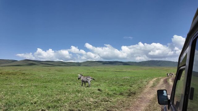 A safari jeep drives through the Ngorongoro Crater in Tanzania, passing a herd of zebras grazing on the open grassland. 