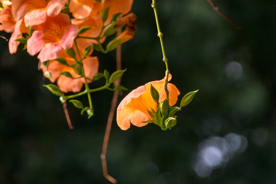 Vibrant orange Trumpet Creeper flowers blooming in summer. Campsis radicans with green buds under soft sunlight with a beautiful bokeh background in nature.