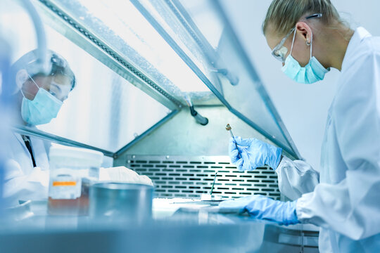 Medical pathologist working in biosafety cabinet preparing tissue biopsy. Female scientist in protective gear handling specimen container in sterile lab hood.