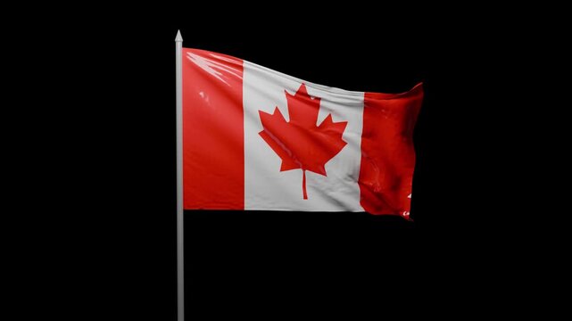 Canadian Flag Waving Animation Alpha Transparent Realistic Canada Flag Loop