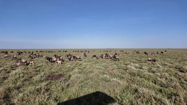 slow drive through green grass toward a massive wildebeest herd in the serengeti &ndash; tanzania