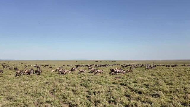 slow drive through green grass toward a massive wildebeest herd in the serengeti &ndash; tanzania