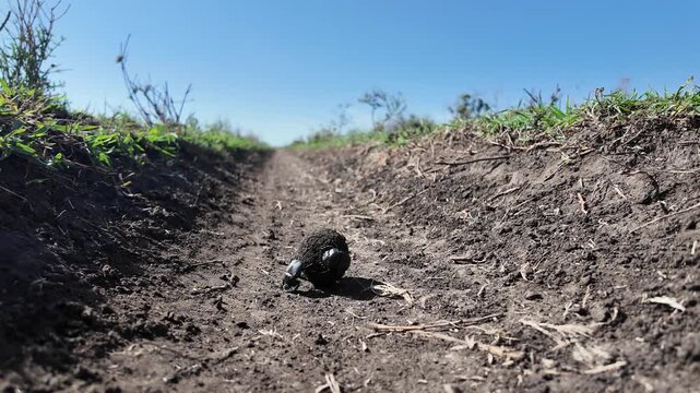 Two dung beetles work together to roll a large ball of dung across the dry savanna of the Serengeti in Tanzania. The close‑up wildlife footage highlights their strength, cooperation, and natural behav