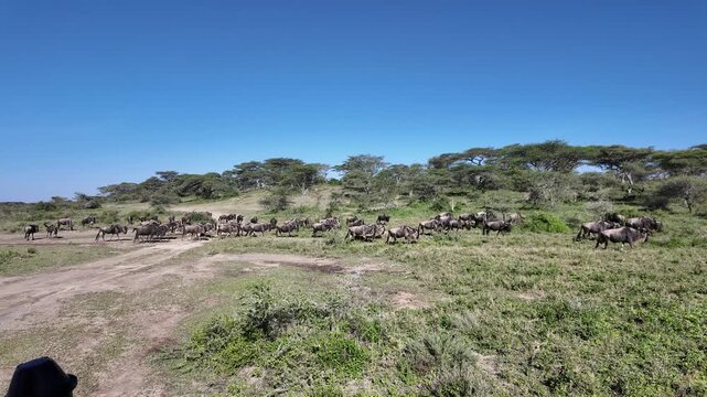 wildebeest herd moving through green grass in front of a jeep in the serengeti &ndash; tanzania