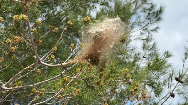 Large spider web nest in pine tree branches against cloudy sky, nature detail with delicate silk texture, calm outdoor woodland scene