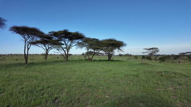 Jeep Adventure Through the Green Serengeti Landscape &ndash; Tanzania