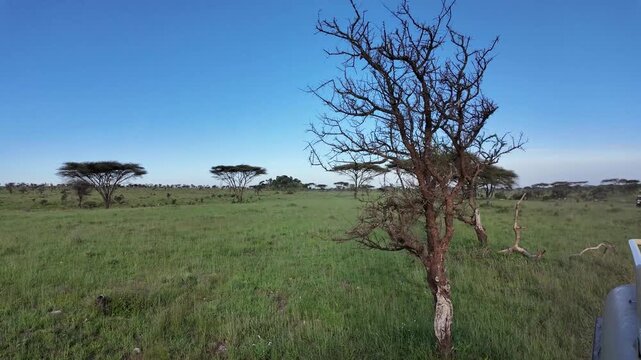 Jeep Adventure Through the Green Serengeti Landscape &ndash; Tanzania