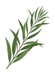 Fototapeta premium Green leafy branch with transparent background