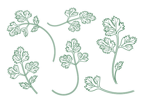 Collection of green line art cilantro herb branches for kitchen design. Hand drawn botanical elements featuring detailed leaves on transparent field.