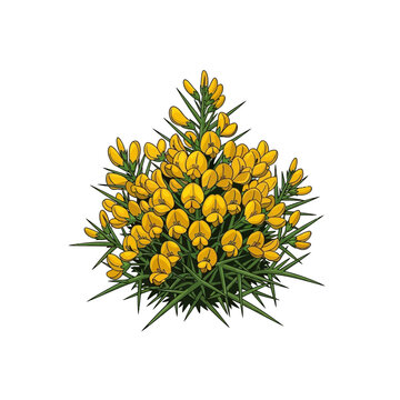 Bright yellow gorse flowers in nature