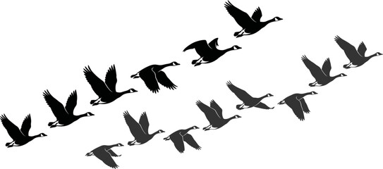 Silhouettes of wild geese flying in a classic V-formation, representing migration and unity © Sunnn