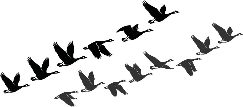 Silhouettes of wild geese flying in a classic V-formation, representing migration and unity