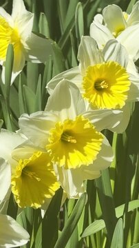 Close Up Daffodils Swaying in Wind Footage in Spring Garden, for Seasonal Content, Easter Mood, Nature Relaxation, Spring Renewal, Floral Backgrounds, and Outdoor Calm Visuals