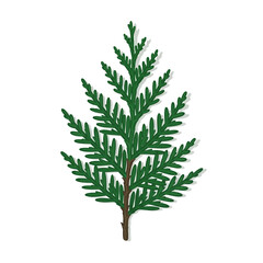 Fototapeta premium Green conifer sprig with needle leaves