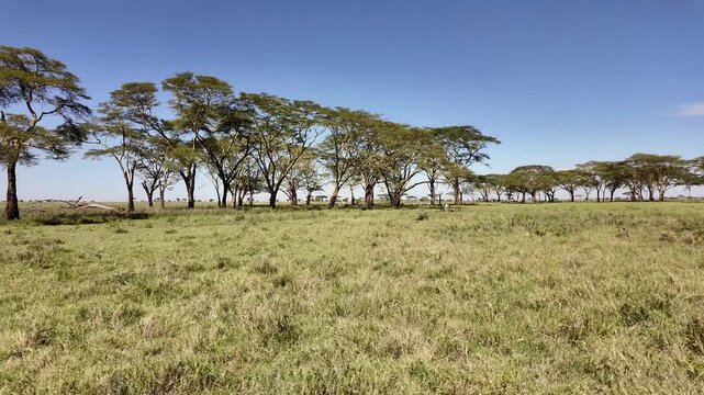 Jeep Adventure Through the Green Serengeti Landscape &ndash; Tanzania