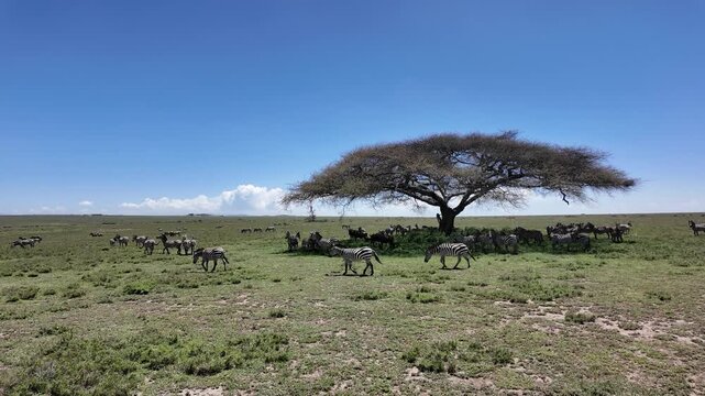Zebra Herd Resting in the Shade of an Acacia Tree in the Serengeti &ndash; Tanzania