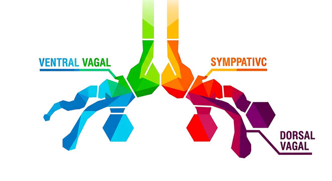 Abstract illustration of the autonomic nervous system branches including ventral vagal, sympathetic, and dorsal vagal pathways