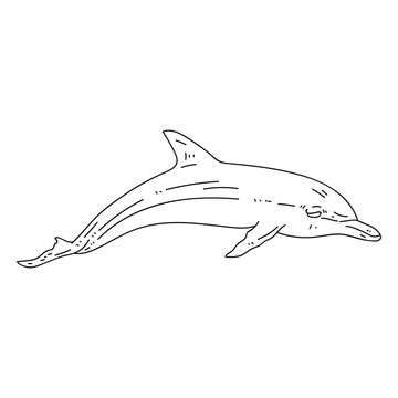 Dolphin flipper tail swimming stroke