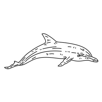 Dolphin flipper tail swimming line
