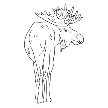 Elk moose hoof antler stroke