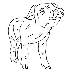 Fototapeta premium Pig ear snout hoof line