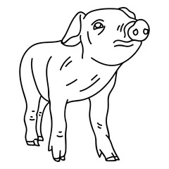 Fototapeta premium Pig ear snout hoof stroke