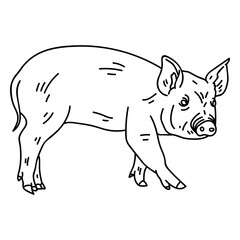 Fototapeta premium Pig snout ear hoof stroke