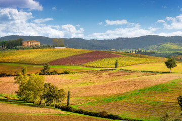 Naklejka premium Autumn Landscape with Vineyards in Castellina in Chianti, Italy
