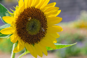 Naklejka premium Bright yellow sunflower in full bloom with honey bees collecting nectar under summer sunlight