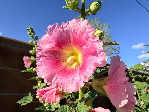 pink hollyhock flowers in the garden