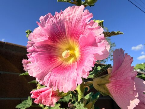 pink hollyhock flower in spring with blue sky