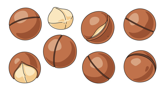 Assortment of macadamia nuts presented both inside their hard brown shells and as peeled white kernels on a plain background.