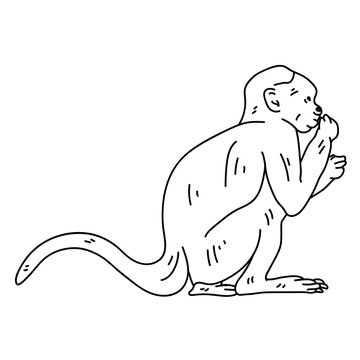 Capuchin monkey eating line