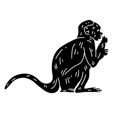 Capuchin monkey eating silhouette