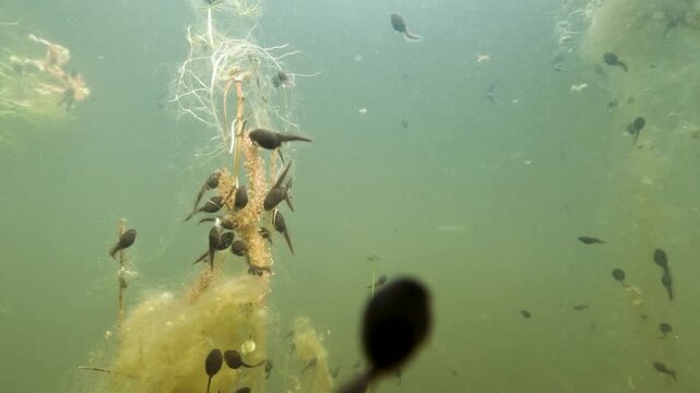 Underwater footage of common toad (Bufo bufo) tadpoles swimming among aquatic vegetation. Captured in natural light, showing movement in a calm freshwater habitat with plants and soft textures.