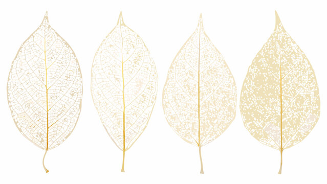 Four delicate leaf skeletons rendered as a botanical illustration with a white background high quality professional detailed modern