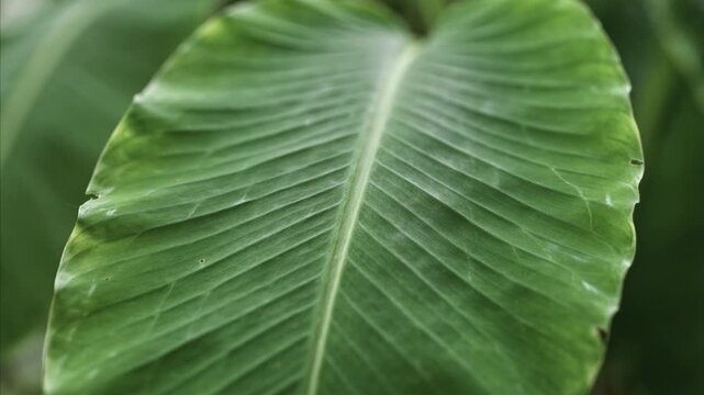 Close-up view of a vibrant green tropical leaf, showing intricate vein patterns and smooth texture, representing healthy plant life and lush natural growth