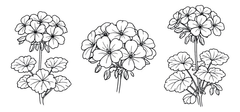 Hand drawn line art geranium flower set featuring flowering plants with leaves and buds for botanical designs