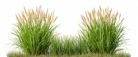 Naklejka premium Collection of Festuca ovina also called sheep fescue showcased against a clean white backdrop