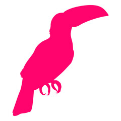 Obraz premium Sitting toucan bird silhouette