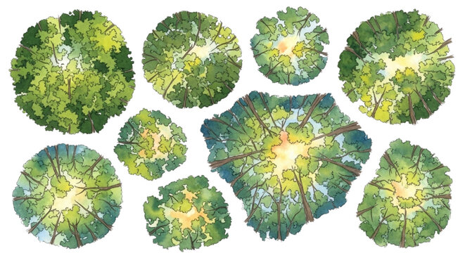 Overhead Forest Canopy Watercolor Set with Bird&rsquo;s Eye View Tree Crowns and Green Foliage
