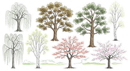 Fototapeta premium Watercolor Illustration Set of Diverse Seasonal Trees, Pine, Maple, and Birch Species