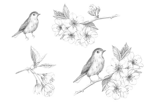 Realistic pencil sketch of small songbirds and blooming cherry blossom branches, hand-drawn black and white botanical illustration for nature design projects, rustic spring wedding invitations
