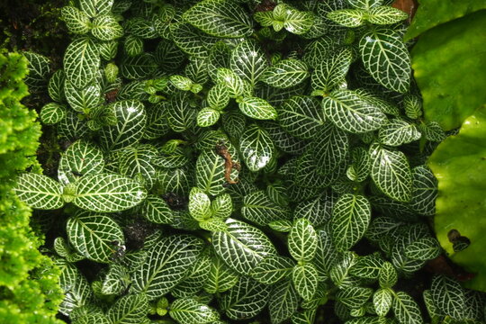 Fittonia albivenis is a species of flowering plant in the family Acanthaceae, native to the rainforests of Colombia, Peru, Bolivia, Ecuador and northern Brazil