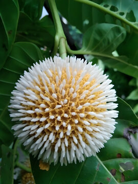 Macro Shot of a Kadam Flower (Neolamarckia cadamba) with White and Orange Petals